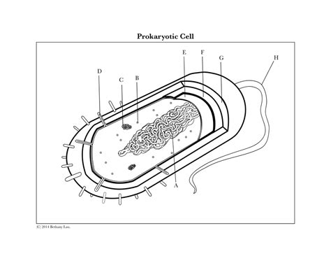 Prokaryotic Cell Unlabeled Diagram