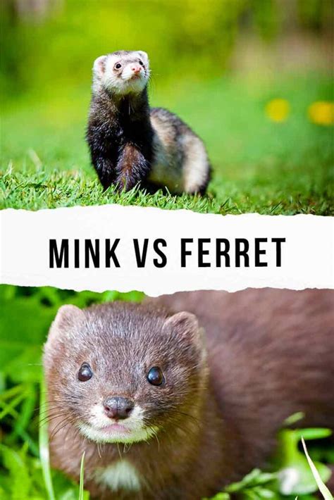 Mink vs Ferret - A Closer Look At The Differences And Similarities