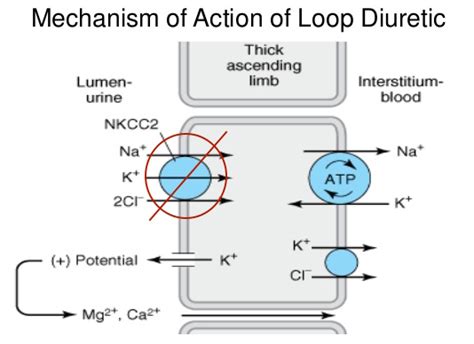 Furosemide Mechanism Of Action