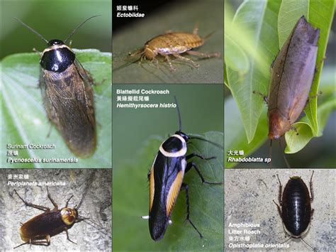 Biodiversity of Lamma-Blattodea