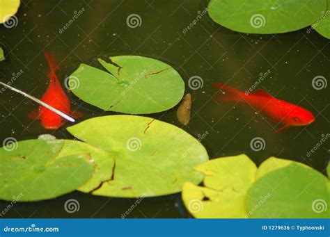 Goldfish Pond stock photo. Image of garden, surface, water - 1279636