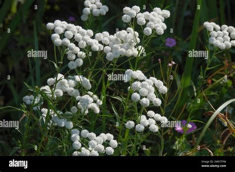 Achillea ptarmica 'The Pearl' Stock Photo - Alamy