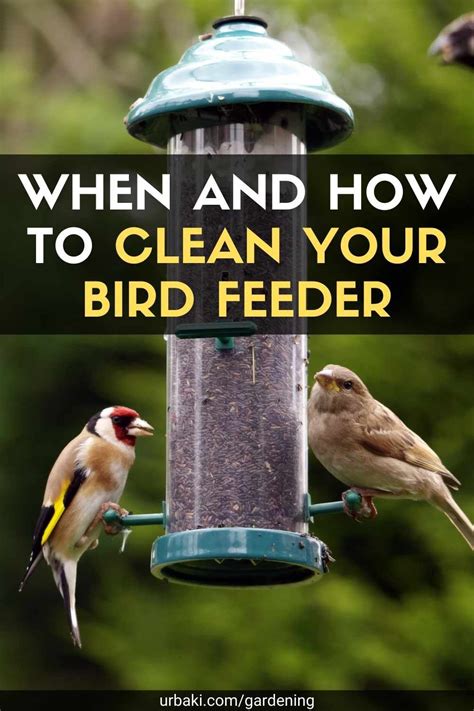 When and How to Clean Your Bird Feeder | Bird feeders, Backyard birds feeders, Feeder