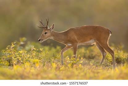 572 Pampas Deer Stock Photos, Images & Photography | Shutterstock