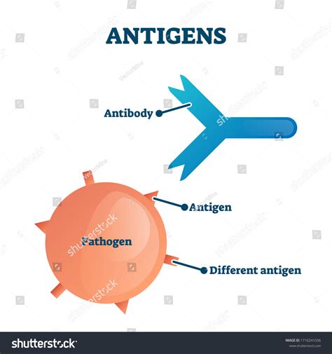 14,139 imágenes de Antigeno anticuerpo - Imágenes, fotos y vectores de stock | Shutterstock