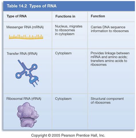 Trna And Mrna Transcription Worksheet With Answer Key - 26 Decoding ...