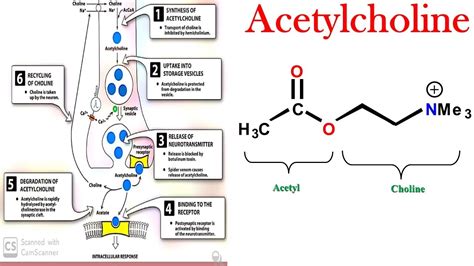 Acetylcholine Synthesis - Brain Mind Article