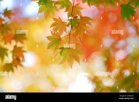 Japanese Fall Foliage Stock Photo - Alamy