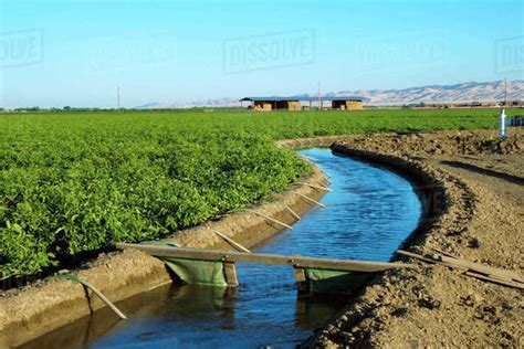 Agriculture - Irrigation canal running alongside a fresh market tomato field that is being ...