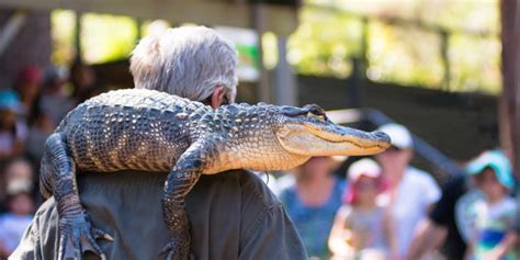 What's On at the Australian Reptile Park | Central Coast