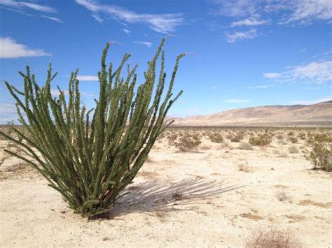 Ocotillo in the desert. Ocotillo, Deserts, Beach, Water, Plants, Outdoor, Gripe Water, Outdoors ...