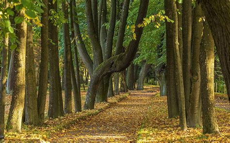 Avenue in Park, avenue, autumn, park, trees, HD wallpaper | Peakpx