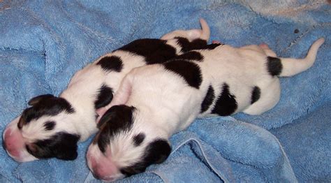 File:Beagles Puppies.png - Wikipedia