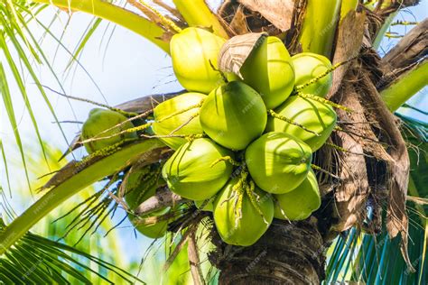 Free Photo | Coconut fruit