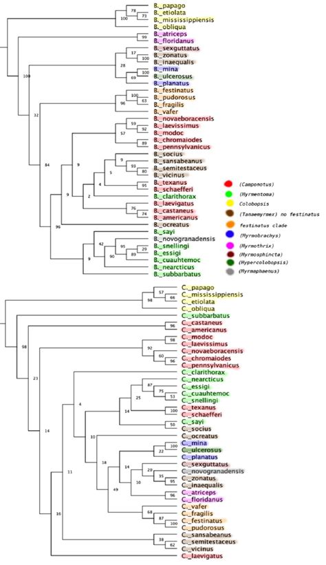 Host genus and subgenus (in parenthesis) groupings mapped onto maximum ...