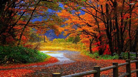 Nature Autumn Forest Wallpapers - Wallpaper Cave