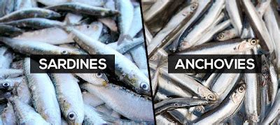 The Difference between Sardine Frozen and Anchovies - Sardine Fish ...