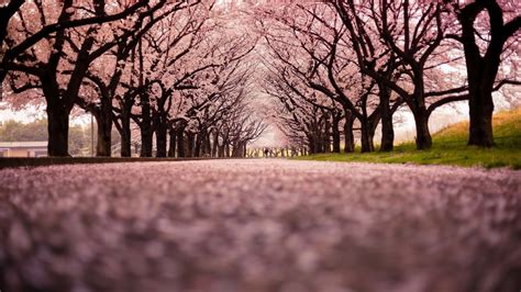 桜の木-風景写真の壁紙プレビュー | 10wallpaper.com