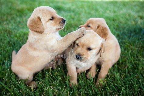 Mark Rogers Stock Photography | Three Yellow Lab Puppies ...