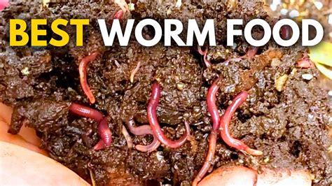 Can Worms Eat Rice? Update New - Smokerestaurant.com