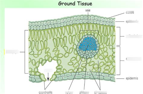 cross section of leaf (tissues) Diagram | Quizlet