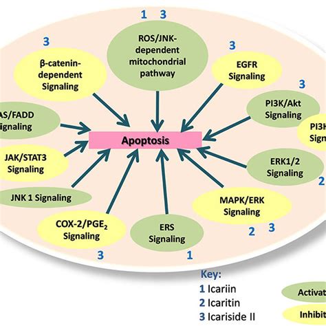 Icariin, icaritin, and icariside II exert apoptotic effects through ...