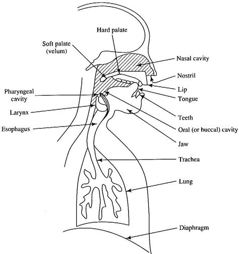 An Introduction To How The Human Voice Works Voice In