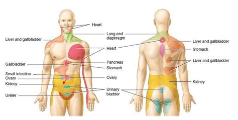 Gallbladder Pain In Back