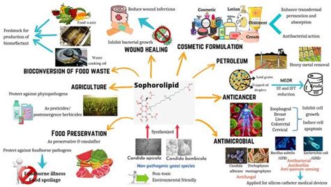 Sophorolipids—Bio-Based Antimicrobial Formulating Agents | Encyclopedia MDPI