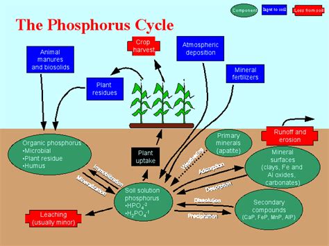 Where does the phosphorus cycle start and end? | Socratic