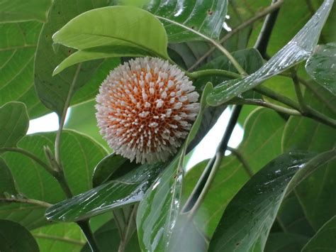 Jiv's Photography: Kadamba Tree Flowers