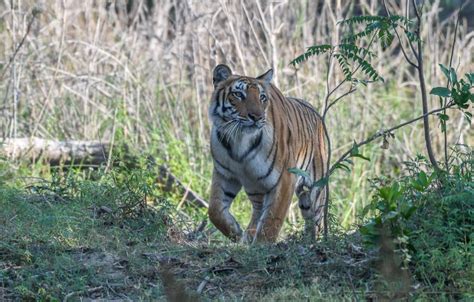 The Terai Tigers — Indian Wildlife Safaris