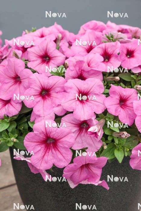 Petunia Easy Wave ® Pink Passion