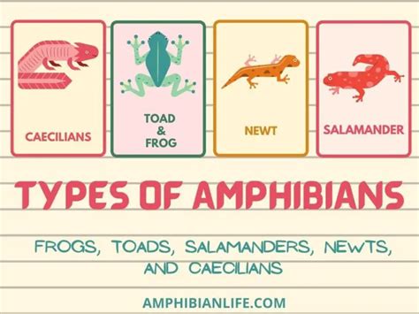 What Are Amphibians? (Definition And Examples) - Amphibian Life