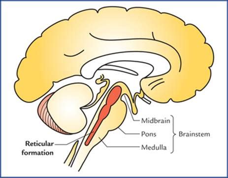 Reticular Activating System Diagram