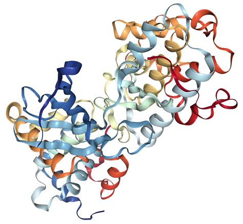 CDK2 Protein Overview | Sino Biological