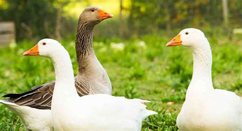 249 Great Goose Names for your Brilliant Pet Birds