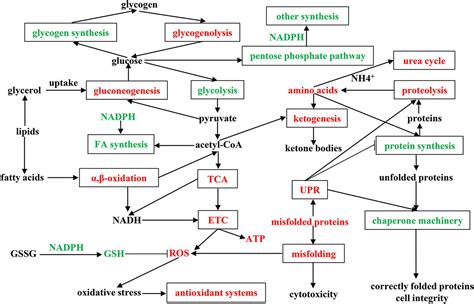 Frontiers | Differential Proteomic Analysis of Chinese Giant Salamander ...