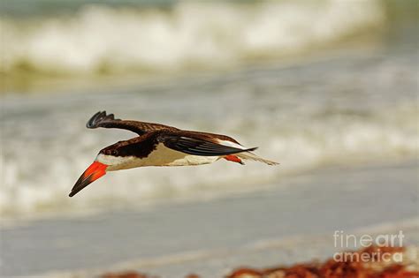 Black Skimmer Flying - 3563 Photograph by Marvin Reinhart - Fine Art ...