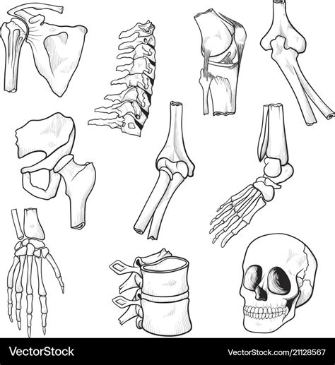 Skeleton Bones Drawing