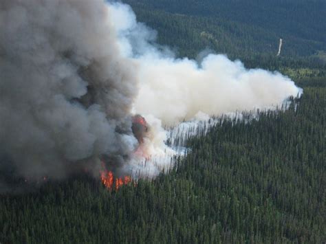 Understanding how Increasing Wildfires Under Climate Change Affect Tree ...