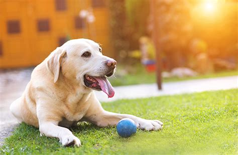 Best Wireless Dog Fence in 2018: The Complete Buyer’s Guide & Product Reviews | PetPact.com