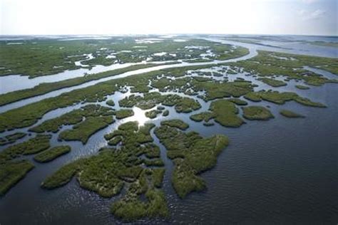 List of Edible Wild Plants in Louisiana | Gone Outdoors | Your ...