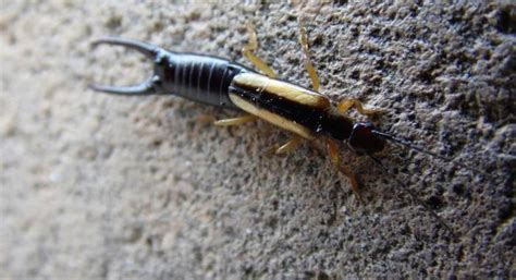 Earwigs Pest Control Services: Are Earwigs Dangerous? – Cat's Eye King ...