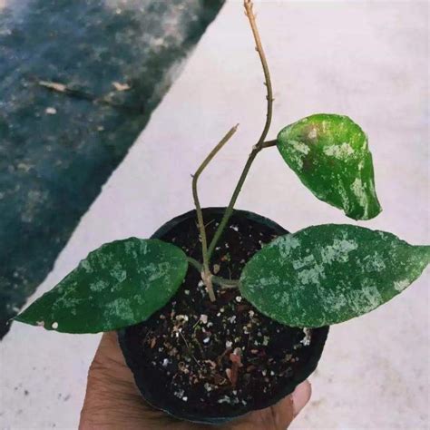 Hoya caudata ssp. sumatra for sale - HappyForestStore