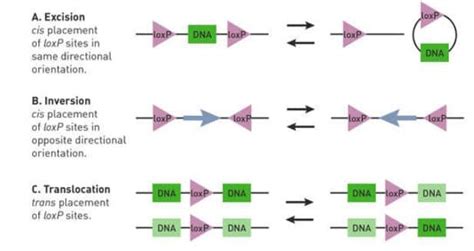 How does Cre/loxP recombination work? - InVivo Biosystems