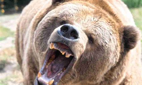 7 Quick Facts About Bear Teeth (Must Read!)