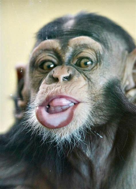 Funny Faces from Zuri the Baby Chimpanzee - ZooBorns