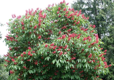 Red buckeye | Garden Housecalls