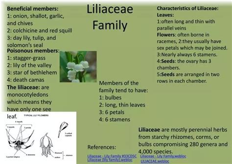 Classification Of Liliaceae Family